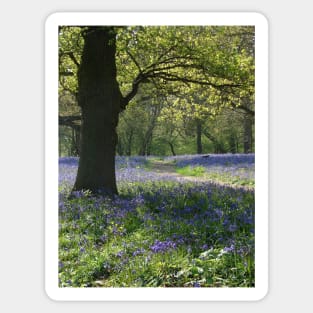 Bluebell Wood Sticker